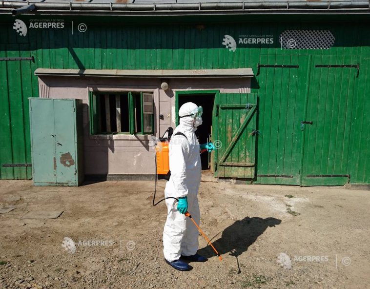 Buzău: Trei noi focare de pestă porcină africană; DSVSA a impus sacrificarea animalelor