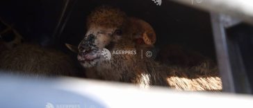 Buzău: Focar de variolă ovină și caprină într-o exploatație nonprofesională cu 600 de animale
