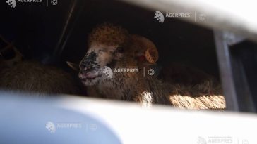 Buzău: Focar de variolă ovină și caprină într-o exploatație nonprofesională cu 600 de animale