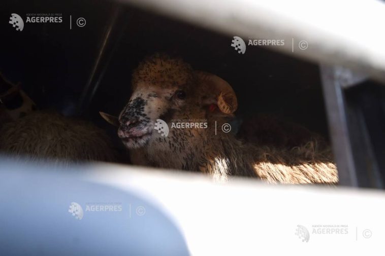 Buzău: Focar de variolă ovină și caprină într-o exploatație nonprofesională cu 600 de animale