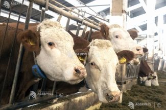 APIA: 35.711 cereri de ajutor de stat pentru sectoarele bovin și suin