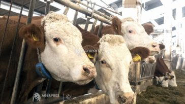 APIA: 35.711 cereri de ajutor de stat pentru sectoarele bovin și suin