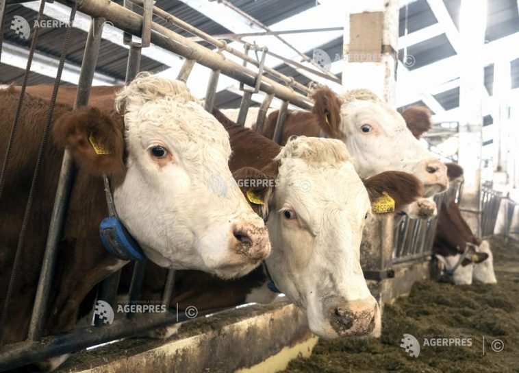 APIA: 35.711 cereri de ajutor de stat pentru sectoarele bovin și suin