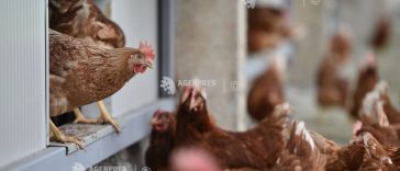 ANSVSA intră în campania europeană #NoBirdFlu, dedicată micilor crescători de păsări