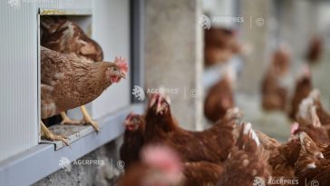 ANSVSA intră în campania europeană #NoBirdFlu, dedicată micilor crescători de păsări