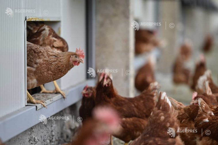ANSVSA intră în campania europeană #NoBirdFlu, dedicată micilor crescători de păsări