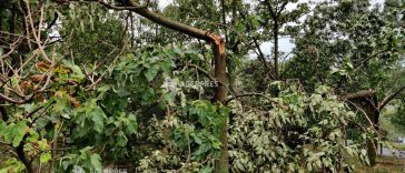 ANM: Cod galben de vijelii, sâmbătă, în Banat, Crișana, vestul Transilvaniei și în jumătatea de nord a Moldovei