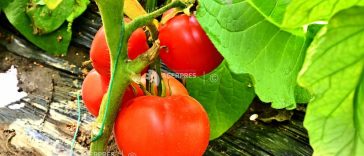 Maramureș: Legumicultura, sever afectată de caniculă; fermierii caută soiuri rezistente la temperaturi ridicate