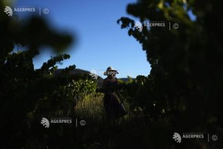 Franța va avea în 2026 una din cele mai slabe producții de vin din ultimii 30 de ani