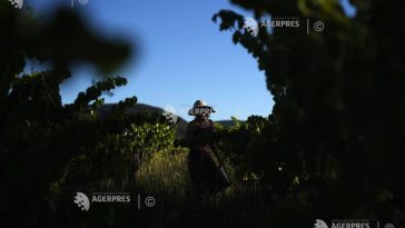 Franța va avea în 2026 una din cele mai slabe producții de vin din ultimii 30 de ani