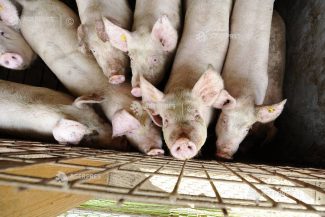 MADR: Granturi directe pentru compensarea parțială a costurilor suplimentare suportate de către crescătorii de porci în acest an