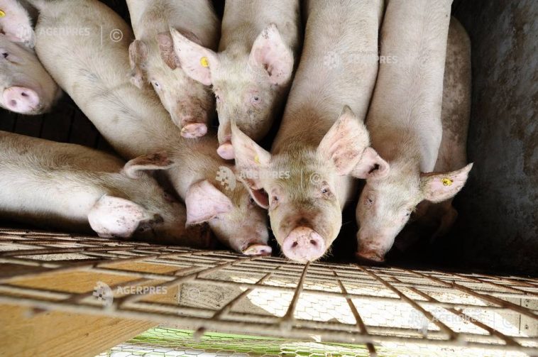 MADR: Granturi directe pentru compensarea parțială a costurilor suplimentare suportate de către crescătorii de porci în acest an