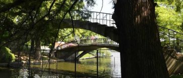 PMB: 1.036 de arbori dintre cei 1.844 evaluați, pe malul Lacului Herăstrău, nu au nevoie de nicio intervenție