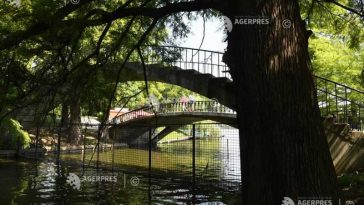 PMB: 1.036 de arbori dintre cei 1.844 evaluați, pe malul Lacului Herăstrău, nu au nevoie de nicio intervenție