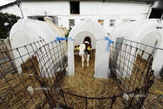 Harghita: O nouă suspiciune de rabie, în localitatea Racu; se accelerează campania de vaccinare în zona afectată