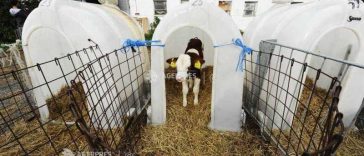 Harghita: O nouă suspiciune de rabie, în localitatea Racu; se accelerează campania de vaccinare în zona afectată