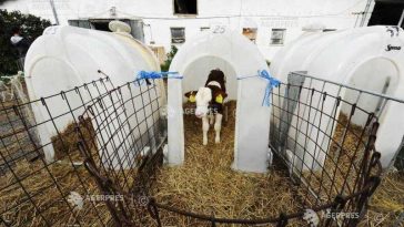 Harghita: O nouă suspiciune de rabie, în localitatea Racu; se accelerează campania de vaccinare în zona afectată
