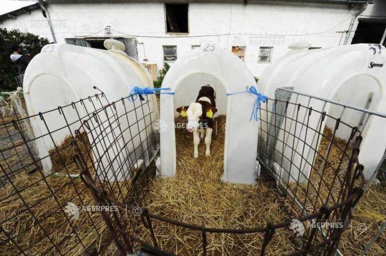 Harghita: O nouă suspiciune de rabie, în localitatea Racu; se accelerează campania de vaccinare în zona afectată
