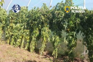 Covasna: Persoană reținută pentru trafic de droguri; cultură de canabis indoor, descoperită de polițiști