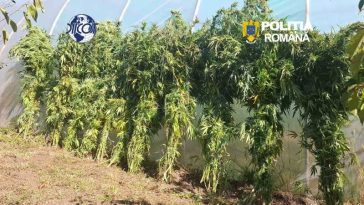 Covasna: Persoană reținută pentru trafic de droguri; cultură de canabis indoor, descoperită de polițiști