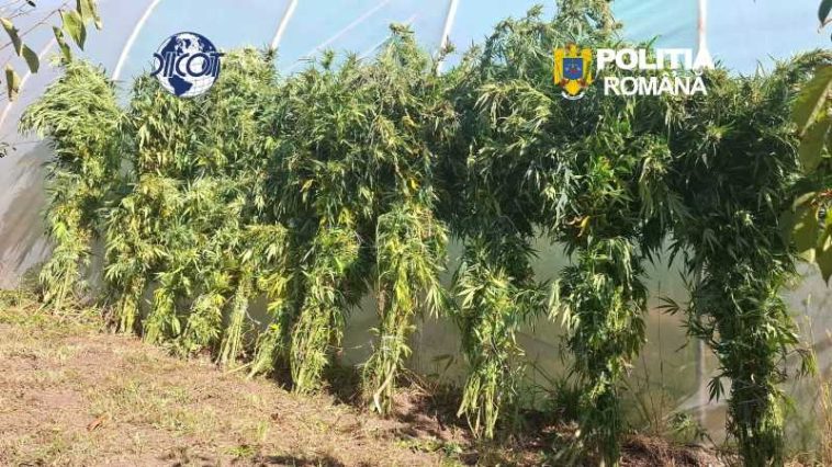 Covasna: Persoană reținută pentru trafic de droguri; cultură de canabis indoor, descoperită de polițiști