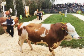 Mureș: La 50 de ani de genetică de top, ‘Parada Taurilor’ prezintă în premieră primii tăurași autohtoni aflați în testare