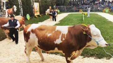 Mureș: La 50 de ani de genetică de top, ‘Parada Taurilor’ prezintă în premieră primii tăurași autohtoni aflați în testare