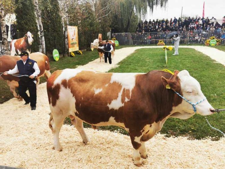 Mureș: La 50 de ani de genetică de top, ‘Parada Taurilor’ prezintă în premieră primii tăurași autohtoni aflați în testare