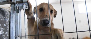 4 octombrie – Ziua internațională a animalelor