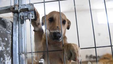 4 octombrie – Ziua internațională a animalelor