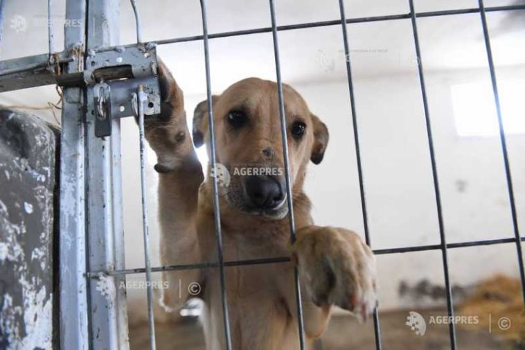 4 octombrie – Ziua internațională a animalelor