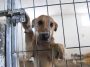 4 octombrie – Ziua internațională a animalelor