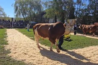 Mureș: Exemplar din rasa Fleckvieh, câștigător la Parada Taurilor, care a marcat 50 de ani de activitate genetică