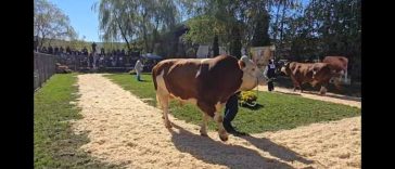 Mureș: Exemplar din rasa Fleckvieh, câștigător la Parada Taurilor, care a marcat 50 de ani de activitate genetică