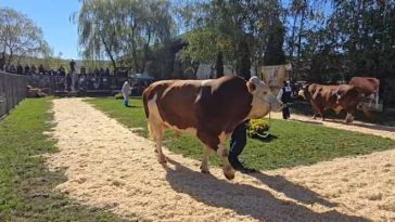 Mureș: Exemplar din rasa Fleckvieh, câștigător la Parada Taurilor, care a marcat 50 de ani de activitate genetică