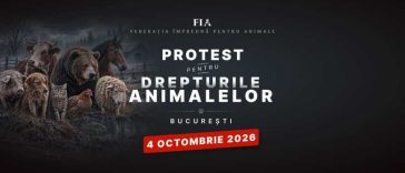 Peste 70 de ONG-uri și iubitori de animale din toată țara protestează duminică în București
