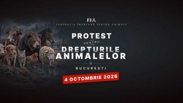 Peste 70 de ONG-uri și iubitori de animale din toată țara protestează duminică în București