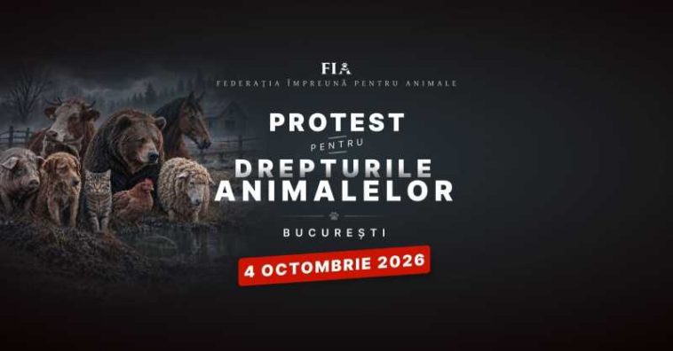 Peste 70 de ONG-uri și iubitori de animale din toată țara protestează duminică în București