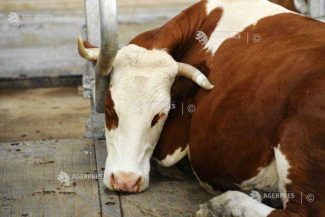 Harghita: Un nou caz suspect de rabie la bovine, la Sândominic; o pisică a atacat doi câini și o femeie la Bălan