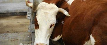 Harghita: Un nou caz suspect de rabie la bovine, la Sândominic; o pisică a atacat doi câini și o femeie la Bălan