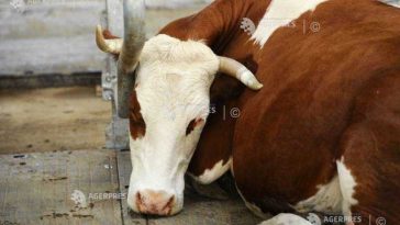 Harghita: Un nou caz suspect de rabie la bovine, la Sândominic; o pisică a atacat doi câini și o femeie la Bălan