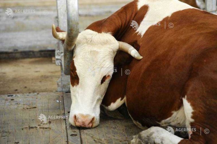 Harghita: Un nou caz suspect de rabie la bovine, la Sândominic; o pisică a atacat doi câini și o femeie la Bălan