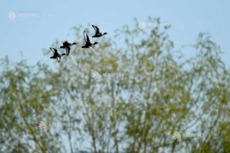 Tururi ghidate gratuite pentru familii în Parcul Natural Văcărești
