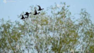 Tururi ghidate gratuite pentru familii în Parcul Natural Văcărești