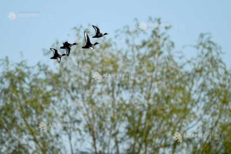 Tururi ghidate gratuite pentru familii în Parcul Natural Văcărești