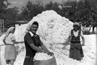 7 octombrie – Ziua mondială a bumbacului