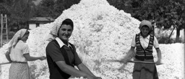 7 octombrie – Ziua mondială a bumbacului