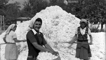 7 octombrie – Ziua mondială a bumbacului