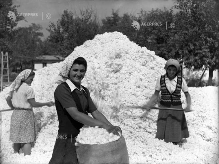7 octombrie – Ziua mondială a bumbacului