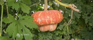 Buzău: Zeci de soiuri de tărtăcuțe cu forme spectaculoase, simboluri ale toamnei și ruralului de odinioară, păstrate de BRGV (GALERIE FOTO)